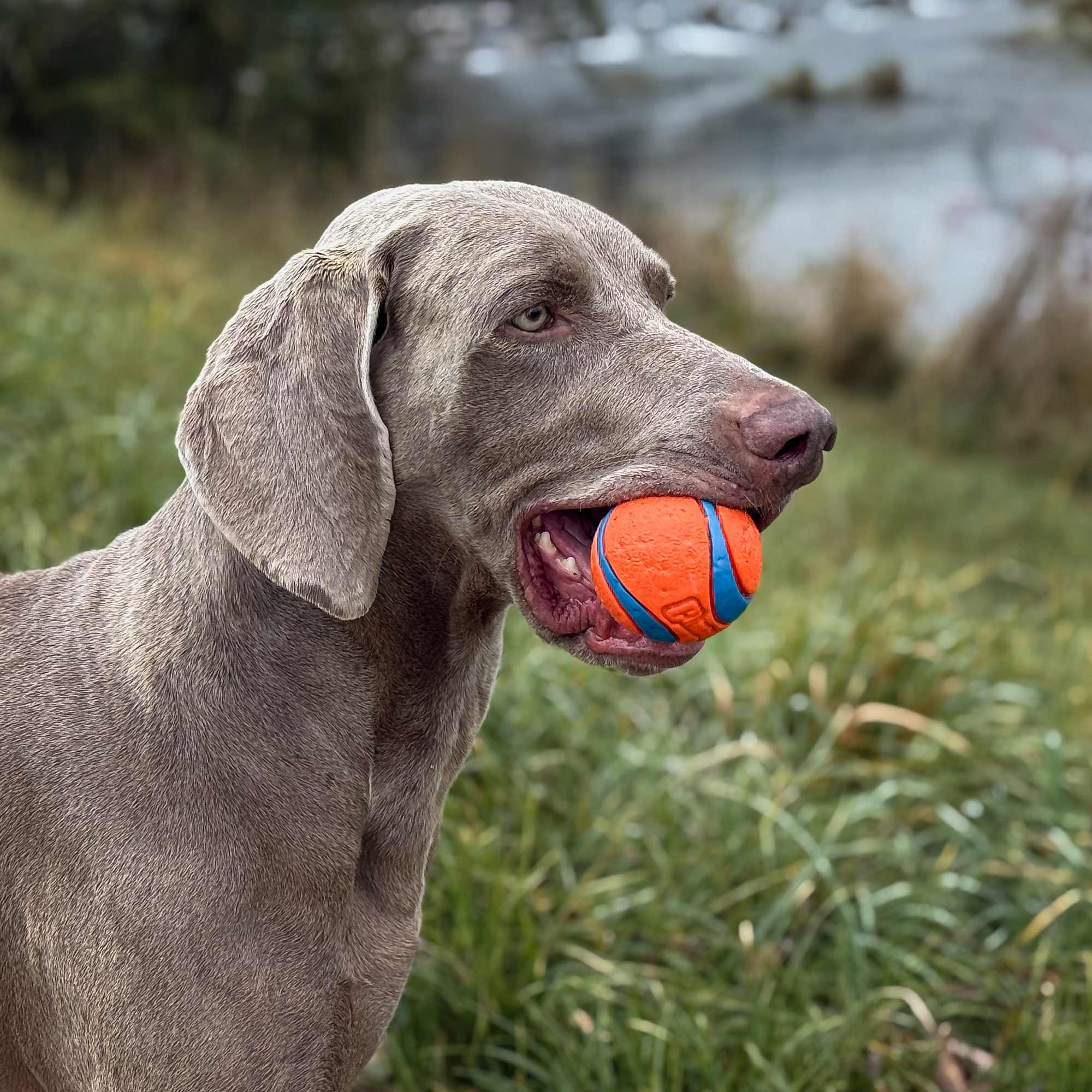Dog Toys - Weimaraner Dog playing with Chuckit! Ultra Ball.