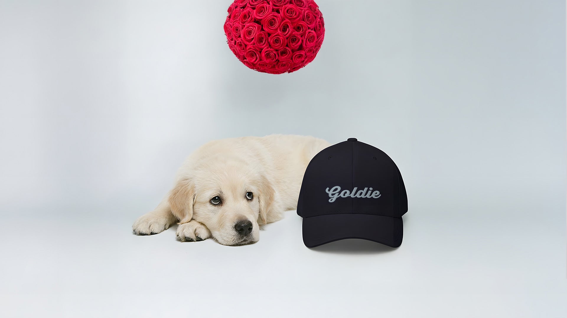 Goldie Signature Cap by ZIO in blue (dark navy), “Goldie” embroidered. Young Golden Retriever lying next to it.