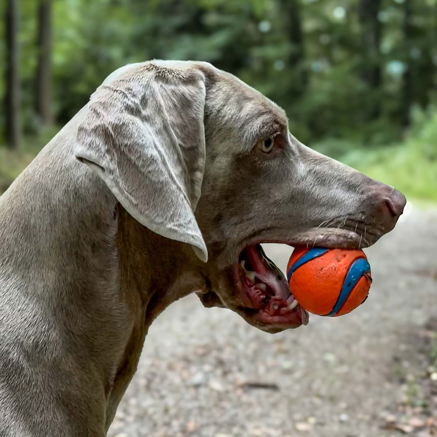 Chuckit! Dog Toys – Exclusive Sets for active dog breeds